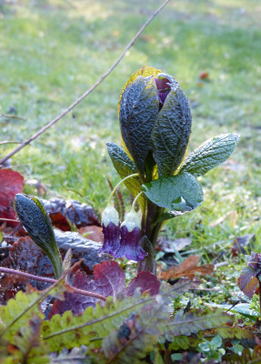 2019-03-25 Scopolia carniolica.jpg