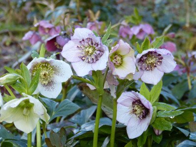 2019-03-25 Helleborus x hybridus 1.jpg