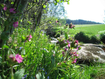 kampsteine2.jpg