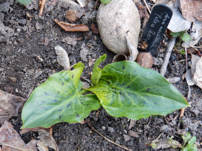2019-03-24 Arum maculatum 'Yellow Berry'.jpg