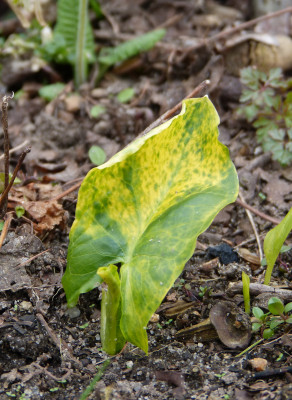 2019-03-24 Arum maculatum 'Bakovci' 2.jpg