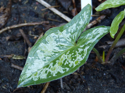 2019-03-25 Arum concinnatum 'Aghia Vavara'.jpg