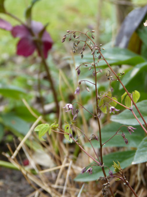 2019-03-26 Epimedium 'PinkElf'.jpg