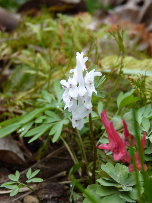2019-03-26 Corydalis 1.jpg