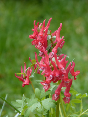 2019-03-26 Corydalis 3.jpg