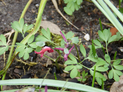 2019-03-26 Corydalis 4.jpg
