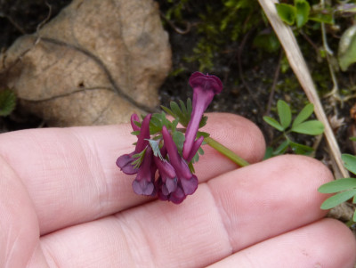2019-03-26 Corydalis 6.jpg
