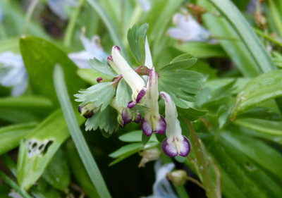 2019-03-26 Corydalis solida 'Bilbo'.jpg