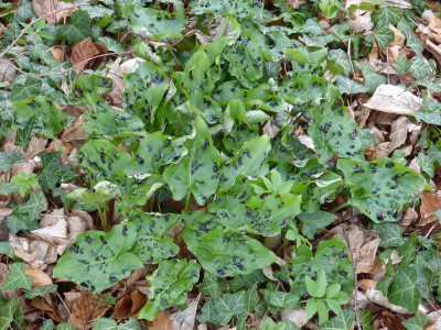 2019-03-26 Arum maculatum 1.jpg
