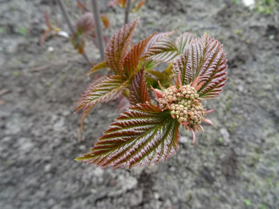 Viburnum betulifolium März 2019.JPG