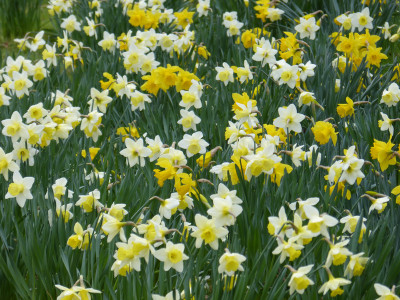 2019-03-26 Schlosspark Wiesenburg 23.jpg