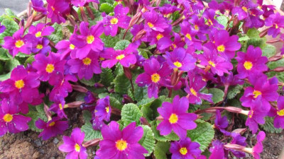 Primula J Wanda NL.jpg