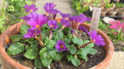 Primula J Wanda K+S Eid.jpg