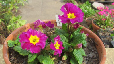 Primula J G an Kö.jpg