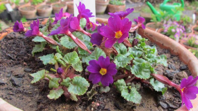 Primula J Purpurkissen.jpg