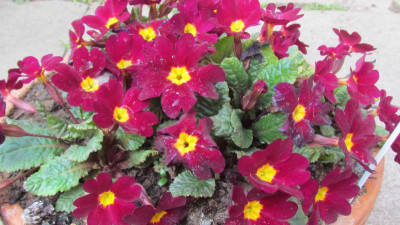 Primula J Saladin.jpg