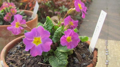 Primula J als L Green.jpg
