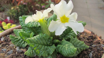 Primula j sneeuwwitje.jpg
