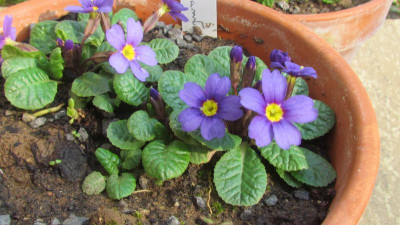 Primula J Usambarablau.jpg