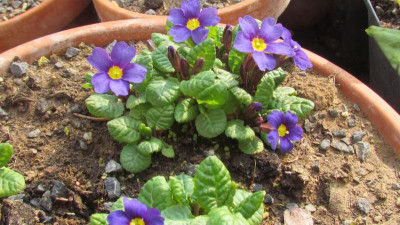 Primula J gleich Usambarablau.jpg