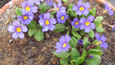 Primula J als juliae.jpg