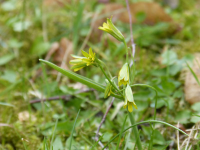 2019-03-26 Schlosspark Wiesenburg Gagea lutea.jpg