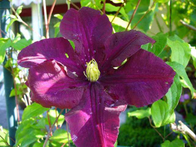 mai_21_clematis_WarszawskaNike.jpg