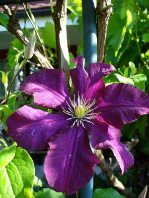 mai_21_clematis_WarszawskaNike1.jpg
