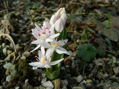 Scilla bifolia weiß mit rosa Staubgefäßen DSCN5940.JPG