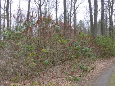 2019-03-26 Schlosspark Wiesenburg 7.jpg