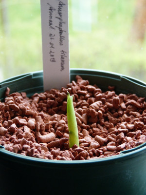 2019-03-27 Amorphophallus titanum.jpg