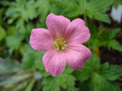 mai_21_geranium_oxonianum_wageningen.jpg