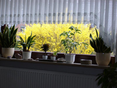 Allerweltsforsythie.JPG