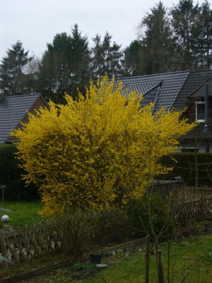 Allerweltsforsythie 2.JPG