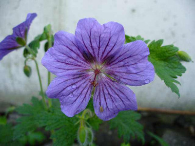 mai_21_geranium_platypetalum1.jpg