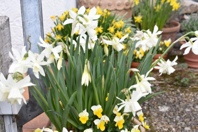 durch den garten märz 19 011.JPG