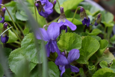 durch den garten märz 19 020.JPG
