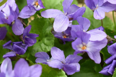 durch den garten märz 19 022.JPG
