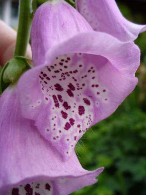 mai_21_digitalis_saemling.jpg