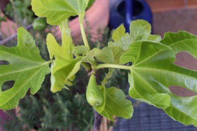 durch den garten märz 19 007.JPG