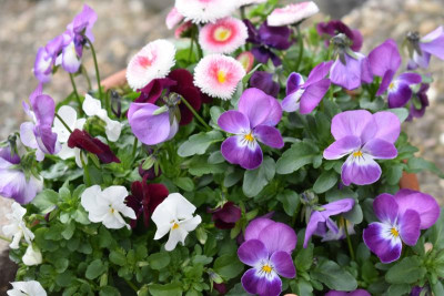 durch den garten märz 19 021.JPG