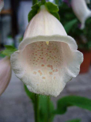 mai_21_digitalis_purpurea_apricot.jpg