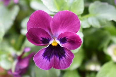 durch den garten märz 19 030.JPG