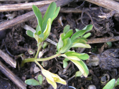panaschierter Lerchensporn März 2019 005.JPG