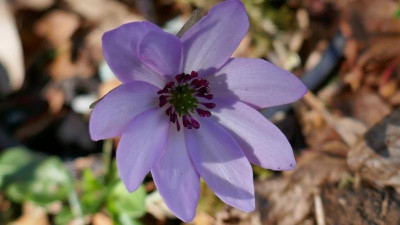 K640_P1010702HepaticaTransJaponicaBabsi.JPG