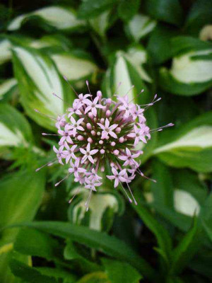 mai_21_phuopsis_rosenwaldmeister.jpg