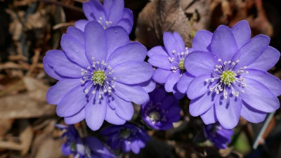 K640_P1010675Hepaticatausenschoen.JPG