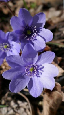 K640_P1010683HepaticaHimmelslicht.JPG