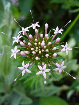 mai_21_phuopsis_rosenwaldmeister_detail.jpg
