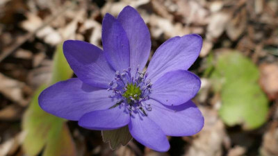 K640_P1010688HepaticaPfauenauge.JPG